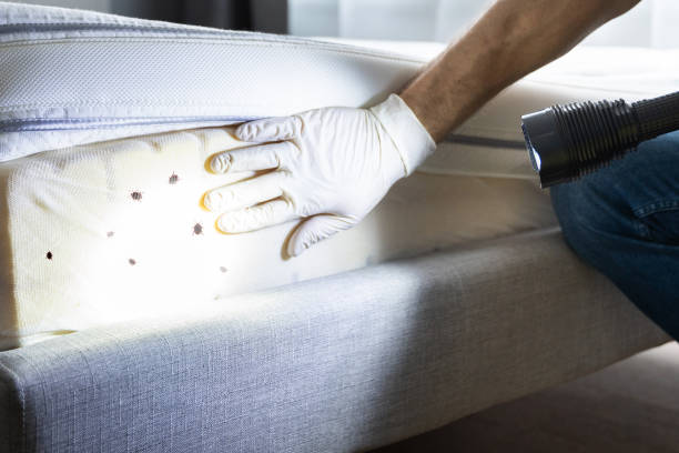 Best Local Pest Control Services  in Richton, MS