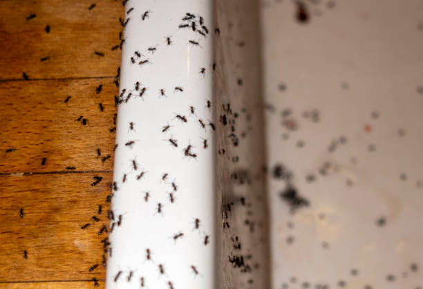 Best Exterminator Services  in Richton, MS